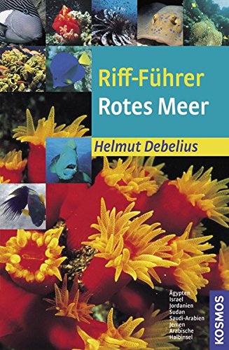 Debelius - Riff-Führer Rotes Meer